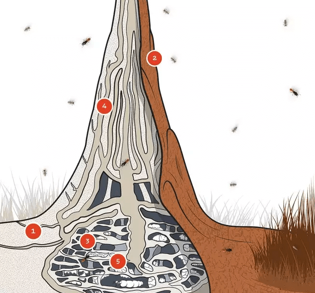 מגדל טרמיטים - טבע - מדע פלוס