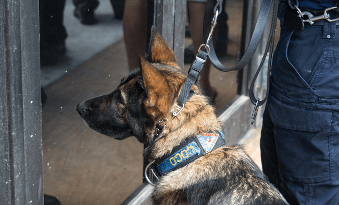 כלב גישוש לאיתור סחורות מוברחות במכס - טכנולוגיה - מדע פלוס