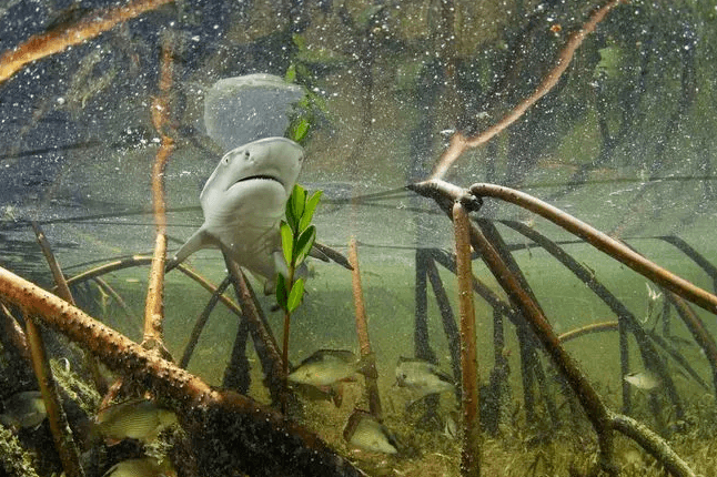 כרישים - טבע - מדע פלוס