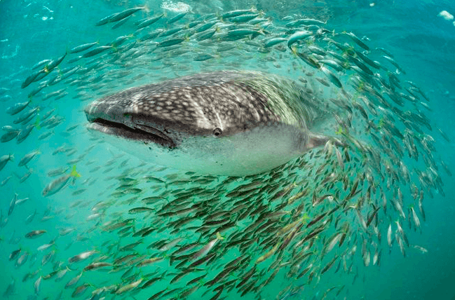 פגישה עם כרישים - טבע - מדע פלוס