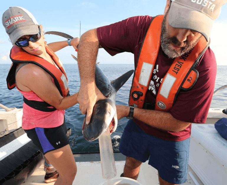 שני מדענים אוספים את תכולת הקיבה של כריש נמר תינוק - טבע - מדע פלוס