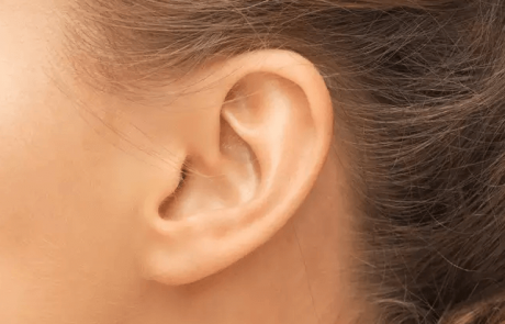גנים רבים מעורבים בצורת תנוכי האוזניים שלנו