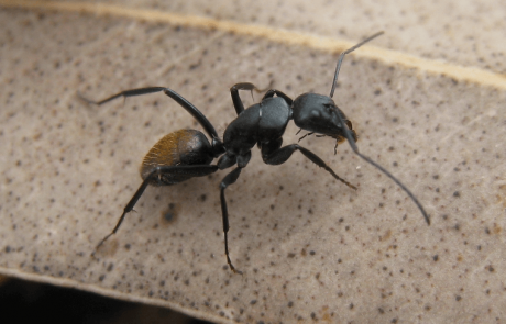 חיבור קביים לנמלים כדי למדוד את צעדיהן