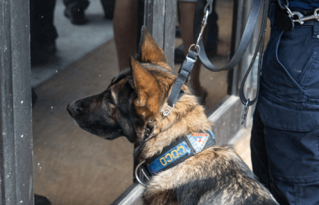 טבע בשירות הטכנולוגיה: כלבי גישוש לאיתור סחורות