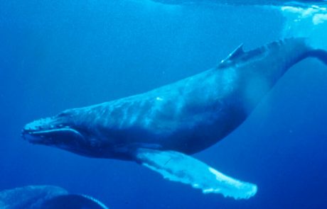 איך גופת לוויתן מאכילה את האוקיינוס?
