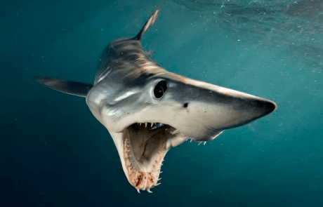 פגישה אישית עם כרישים מופלאים