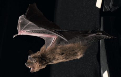 ה”רדאר” של העטלף יסייע בהבנת הפרעת קשב וריכוז